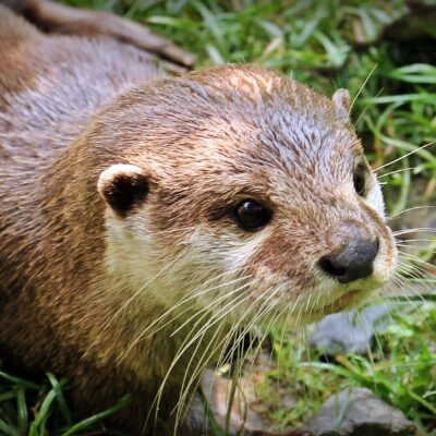 otter-1438381_1920